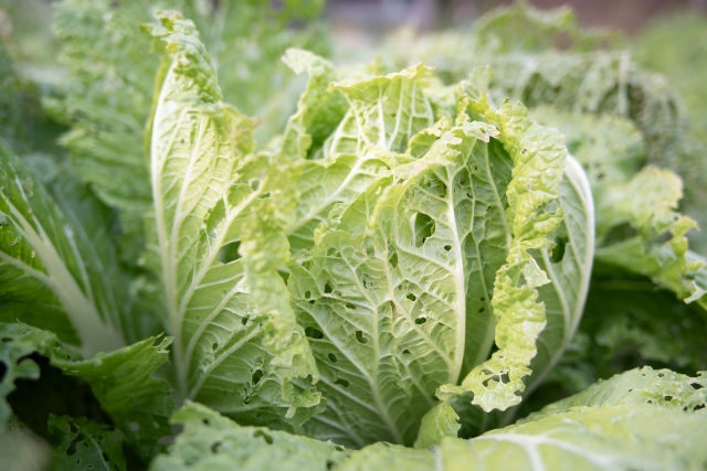 土耕栽培の虫食いイメージ