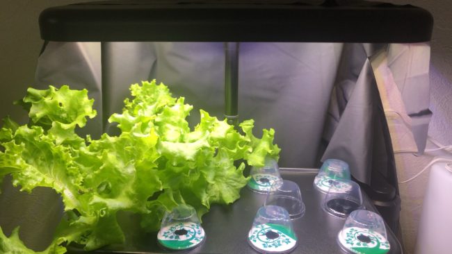 水耕栽培のキット