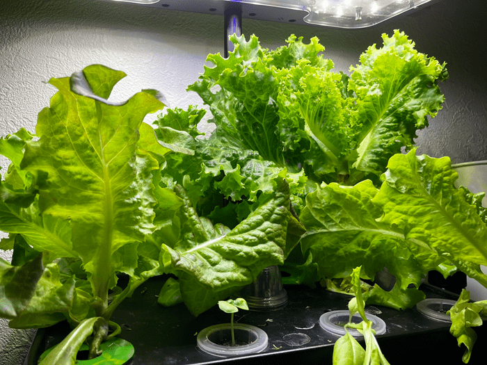 水耕栽培のイメージ