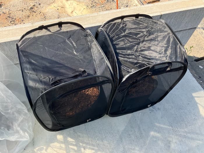 防虫ネットでカバーしたプランター