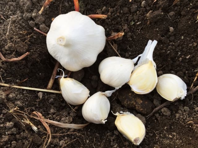 11月におすすめのニンニク