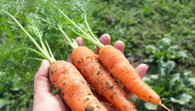 12月におすすめの根菜野菜
