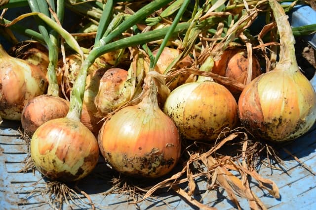 11月におすすめのスナップエンドウ