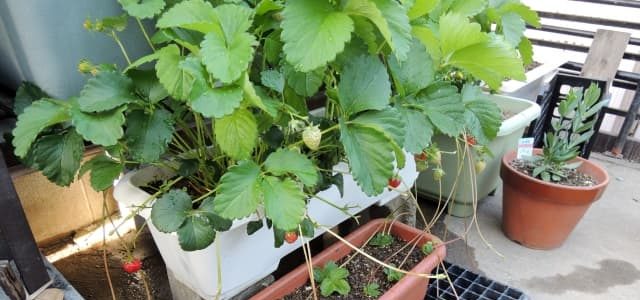 プランターでおすすめの11月野菜