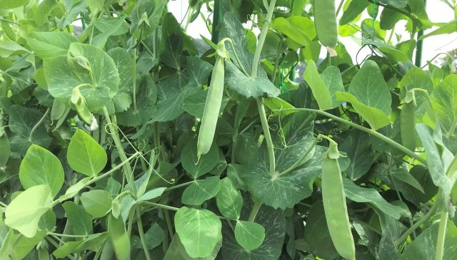 12月におすすめの豆類野菜