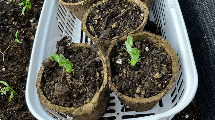 スナップエンドウの成長記録