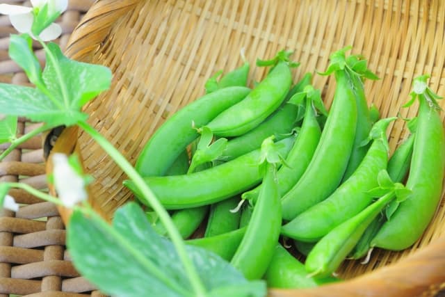 11月におすすめのスナップエンドウ