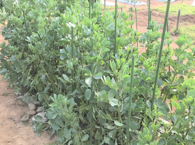 11月におすすめのソラマメ