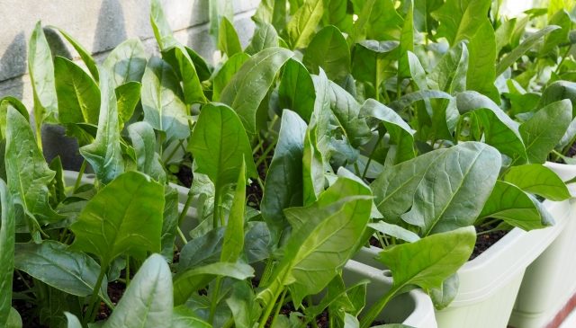 12月におすすめの葉物野菜