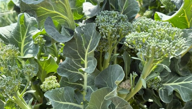 12月におすすめのその他の野菜