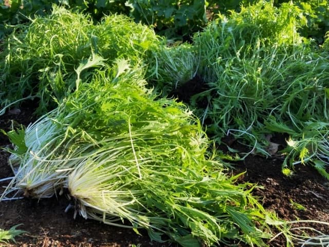 11月におすすめのミズナ