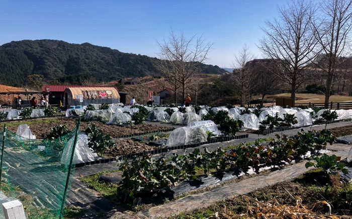 シェア畑の様子